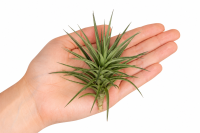 Tillandsia aeranthos