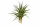 Tillandsia aeranthos