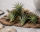 Tillandsia aeranthos