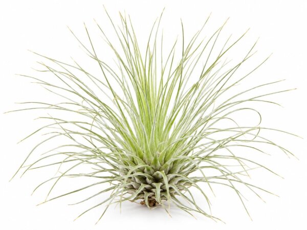 Tillandsia fuchsii v. gracilis M 4 cm – Luftpflanze ohne Erde für Deko