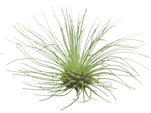 Tillandsia fuchsii v. gracilis M, ca. 4 cm hoch