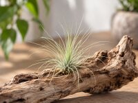 Tillandsia fuchsii v. gracilis M 4 cm – Luftpflanze ohne Erde für Deko
