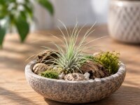 Tillandsia fuchsii v. gracilis M 4 cm – Luftpflanze ohne Erde für Deko