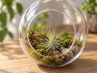 Tillandsia fuchsii v. gracilis M 4 cm – Luftpflanze ohne Erde für Deko