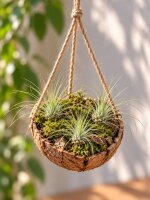 Tillandsia fuchsii v. gracilis M 4 cm – Luftpflanze ohne Erde für Deko