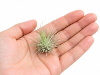 Tillandsia fuchsii v. gracilis M 4 cm – Luftpflanze ohne Erde für Deko