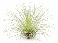 Tillandsia fuchsii v. gracilis M, ca. 4 cm hoch