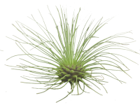 Tillandsia fuchsii v. gracilis M, ca. 4 cm hoch