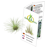 Tillandsia fuchsii v. gracilis M, ca. 4 cm hoch