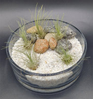 Tillandsia fuchsii v. gracilis M, ca. 4 cm hoch