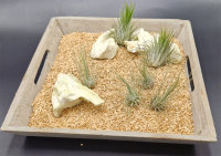 Tillandsia fuchsii v. gracilis M, ca. 4 cm hoch