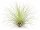 Tillandsia fuchsii v. gracilis M 4 cm – Luftpflanze ohne Erde für Deko