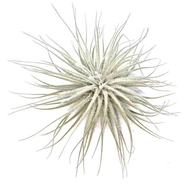 Tillandsia tectorum