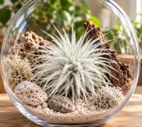 Tillandsia tectorum – seltene weiße Luftpflanze ca. 10–12 cm – stark behaarte Tillandsie – pflegeleichte Air Plant ohne Erde – für Deko, Holz & Terrarium – inkl. Pflegeanleitung