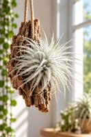 Tillandsia tectorum – seltene weiße Luftpflanze ca. 10–12 cm – stark behaarte Tillandsie – pflegeleichte Air Plant ohne Erde – für Deko, Holz & Terrarium – inkl. Pflegeanleitung