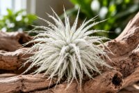 Tillandsia tectorum – seltene weiße Luftpflanze ca. 10–12 cm – stark behaarte Tillandsie – pflegeleichte Air Plant ohne Erde – für Deko, Holz & Terrarium – inkl. Pflegeanleitung