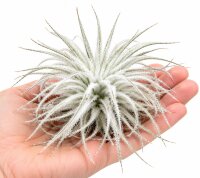 Tillandsia tectorum – seltene weiße Luftpflanze ca. 10–12 cm – stark behaarte Tillandsie – pflegeleichte Air Plant ohne Erde – für Deko, Holz & Terrarium – inkl. Pflegeanleitung