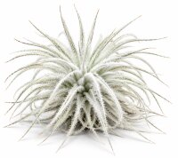 Tillandsia tectorum – seltene weiße Luftpflanze ca. 10–12 cm – stark behaarte Tillandsie – pflegeleichte Air Plant ohne Erde – für Deko, Holz & Terrarium – inkl. Pflegeanleitung