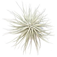 Tillandsia tectorum