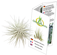 Tillandsia tectorum