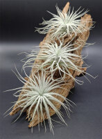 Tillandsia tectorum