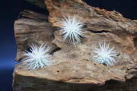 Tillandsia tectorum