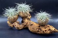 Tillandsia tectorum