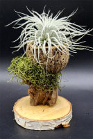 Tillandsia tectorum