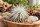 Tillandsia tectorum – seltene weiße Luftpflanze ca. 10–12 cm – stark behaarte Tillandsie – pflegeleichte Air Plant ohne Erde – für Deko, Holz & Terrarium – inkl. Pflegeanleitung
