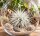 Tillandsia tectorum – seltene weiße Luftpflanze ca. 10–12 cm – stark behaarte Tillandsie – pflegeleichte Air Plant ohne Erde – für Deko, Holz & Terrarium – inkl. Pflegeanleitung