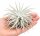 Tillandsia tectorum – seltene weiße Luftpflanze ca. 10–12 cm – stark behaarte Tillandsie – pflegeleichte Air Plant ohne Erde – für Deko, Holz & Terrarium – inkl. Pflegeanleitung