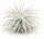 Tillandsia tectorum – seltene weiße Luftpflanze ca. 10–12 cm – stark behaarte Tillandsie – pflegeleichte Air Plant ohne Erde – für Deko, Holz & Terrarium – inkl. Pflegeanleitung