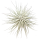 Tillandsia tectorum