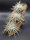 Tillandsia tectorum