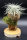 Tillandsia tectorum