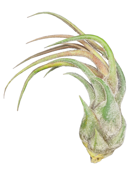 Tillandsia pruinosa v. guatemala