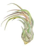 Tillandsia pruinosa v. guatemala