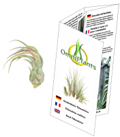 Tillandsia pruinosa v. guatemala