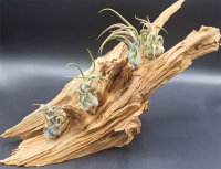 Tillandsia pruinosa v. guatemala