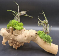 Tillandsia pruinosa v. guatemala