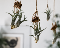 Tillandsia pruinosa v. guatemala