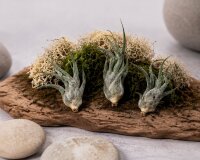 Tillandsia pruinosa var. guatemala – Luftpflanze Air Plant ca. 8 cm