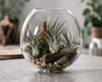 Tillandsia pruinosa v. guatemala