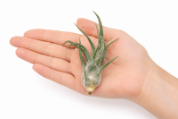 Tillandsia pruinosa v. guatemala