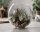 Tillandsia pruinosa var. guatemala – Luftpflanze Air Plant ca. 8 cm