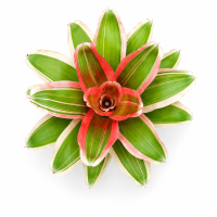 Neoregelia madame van durme 24–30 cm, ungetopft,...