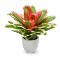 Neoregelia madame van durme 24–30 cm, ungetopft,...