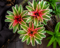 Neoregelia madame van durme 24–30 cm, ungetopft, – Bromelie für Dendrobaten & Pfeilgiftfrösche – epiphytische Terrarienpflanze ohne Erde – tropische Regenwaldpflanze für Feuchtraumterrarium