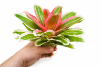 Neoregelia madame van durme 24–30 cm, ungetopft, – Bromelie für Dendrobaten & Pfeilgiftfrösche – epiphytische Terrarienpflanze ohne Erde – tropische Regenwaldpflanze für Feuchtraumterrarium