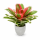 Neoregelia madame van durme 24–30 cm, ungetopft, – Bromelie für Dendrobaten & Pfeilgiftfrösche – epiphytische Terrarienpflanze ohne Erde – tropische Regenwaldpflanze für Feuchtraumterrarium